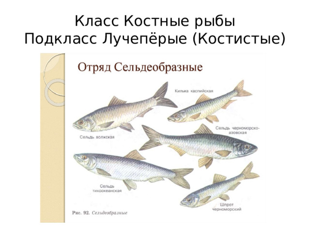 Класс Костные рыбы  Подкласс Лучепёрые (Костистые)