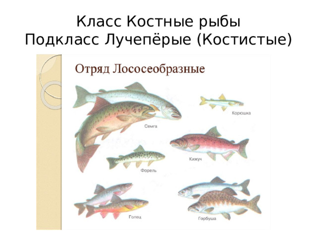 Класс Костные рыбы  Подкласс Лучепёрые (Костистые)