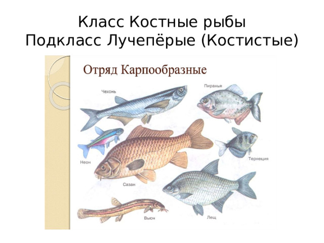Класс Костные рыбы  Подкласс Лучепёрые (Костистые)