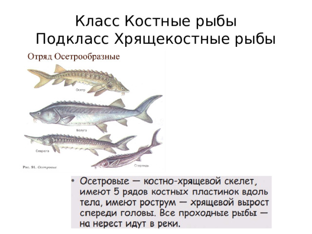 Класс Костные рыбы  Подкласс Хрящекостные рыбы