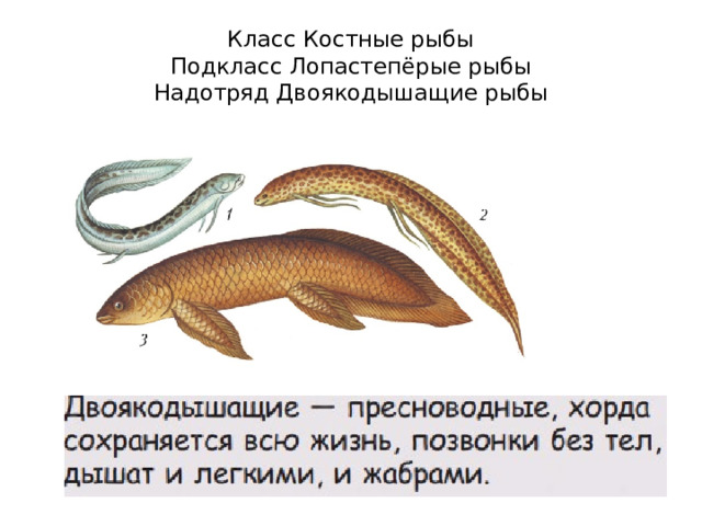Класс Костные рыбы  Подкласс Лопастепёрые рыбы  Надотряд Двоякодышащие рыбы