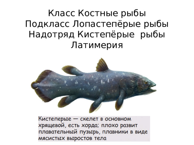 Класс Костные рыбы  Подкласс Лопастепёрые рыбы  Надотряд Кистепёрые рыбы  Латимерия