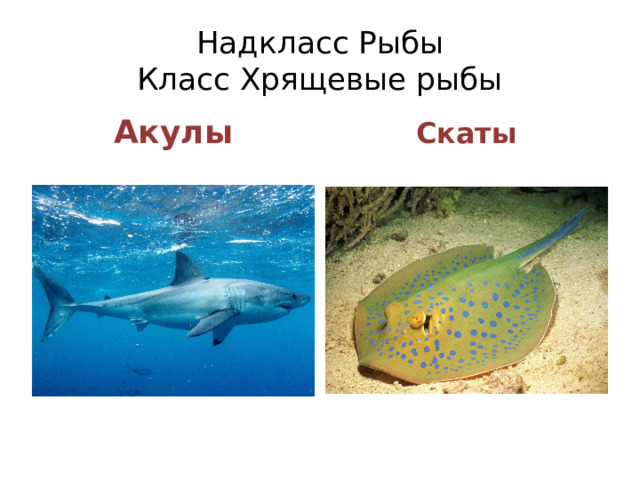 Надкласс Рыбы  Класс Хрящевые рыбы Акулы Скаты