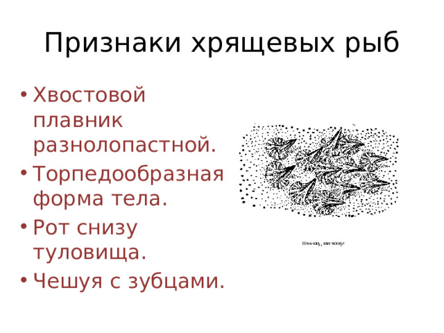 Признаки хрящевых рыб