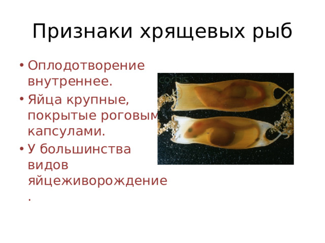 Признаки хрящевых рыб
