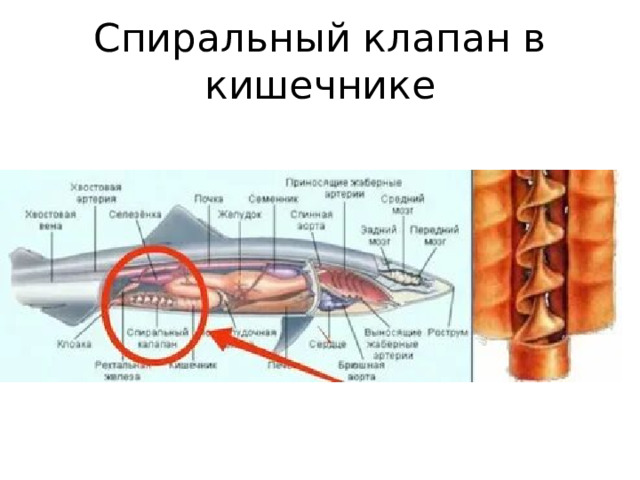Спиральный клапан в кишечнике