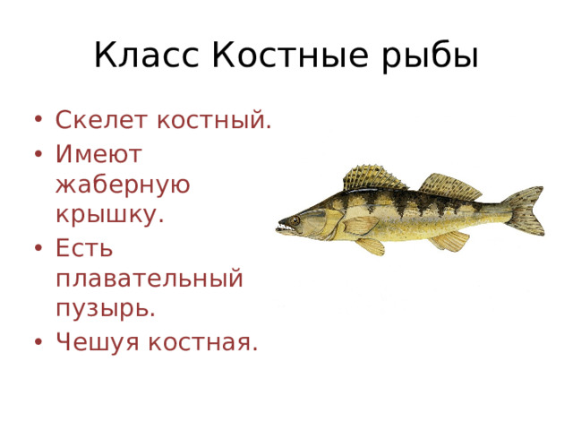 Класс Костные рыбы
