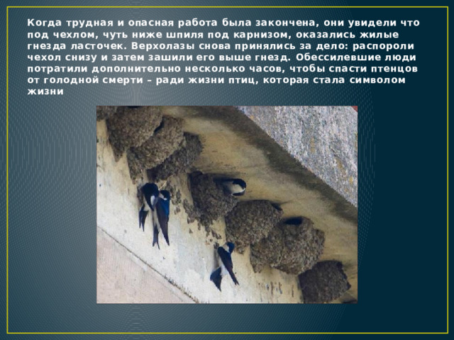 Когда трудная и опасная работа была закончена, они увидели что под чехлом, чуть ниже шпиля под карнизом, оказались жилые гнезда ласточек. Верхолазы снова принялись за дело: распороли чехол снизу и затем зашили его выше гнезд. Обессилевшие люди потратили дополнительно несколько часов, чтобы спасти птенцов от голодной смерти – ради жизни птиц, которая стала символом жизни