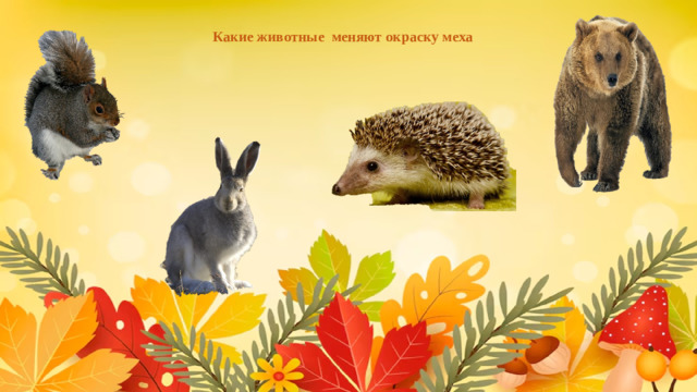 Какие животные меняют окраску меха