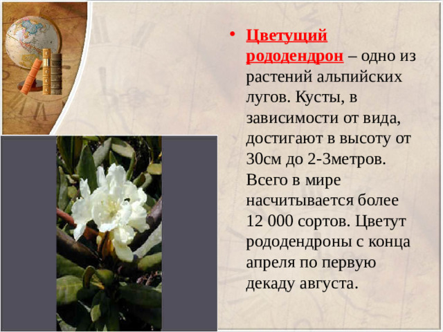 Цветущий рододендрон
