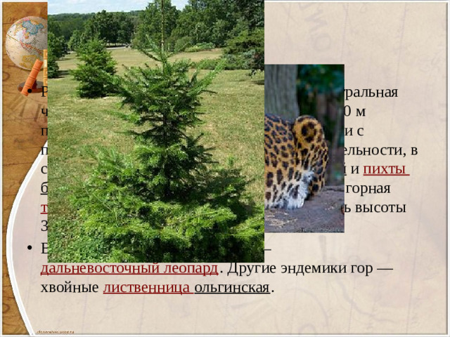 Растительность разнообразна: южная и центральная часть этой горной страны до высот около 500 м покрыта хвойно - широколиственными лесами с преобладанием маньчжурских видов растительности, в северной части хвойные леса из ели аянской и пихты белокорой . На больших высотах отмечается горная тундра . В низинах гор трава может достигать высоты 3,5 м, причём сплошным ковром. В предгорьях обитает эндемик  — дальневосточный леопард . Другие эндемики гор — хвойные лиственница ольгинская