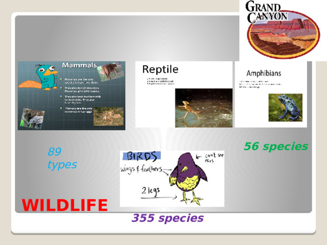 56 species 89 types WILDLIFE 355 species