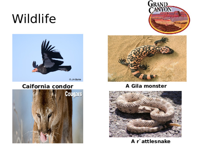 Wildlife Caifornia condor A Gila monster A r`attlesnake