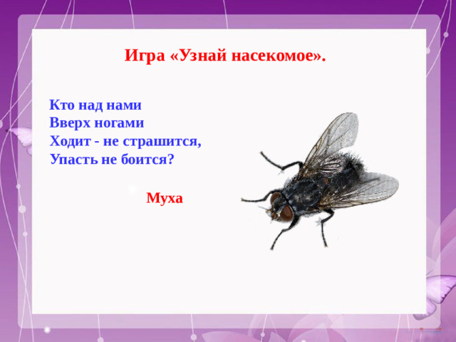 Игра «Узнай насекомое». Кто над нами  Вверх ногами  Ходит - не страшится, Упасть не боится?    Муха