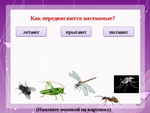 Как передвигаются насекомые? летают прыгают ползают (Нажмите мышкой на картинку)