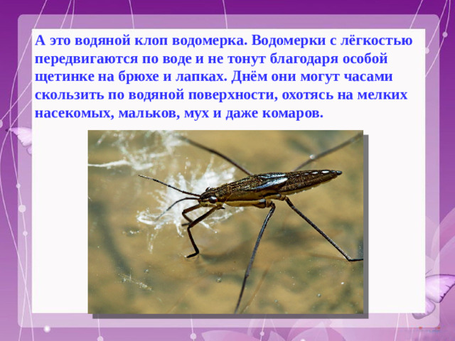 А это водяной клоп водомерка. Водомерки с лёгкостью передвигаются по воде и не тонут благодаря особой щетинке на брюхе и лапках. Днём они могут часами скользить по водяной поверхности, охотясь на мелких насекомых, мальков, мух и даже комаров.  