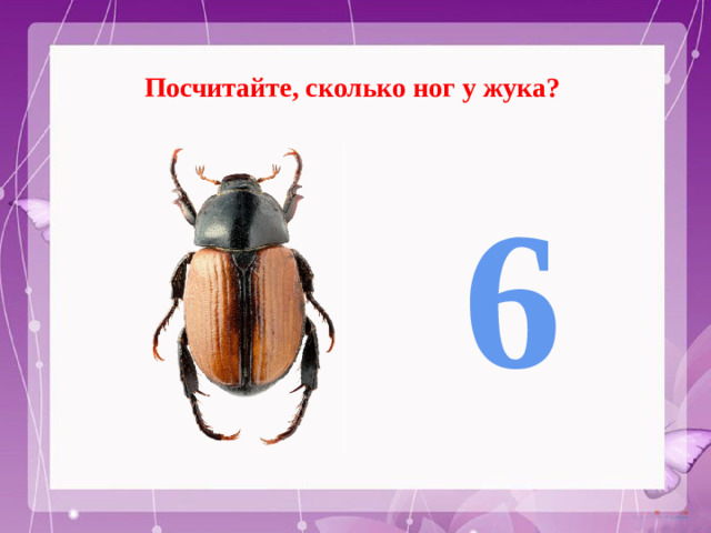 Посчитайте, сколько ног у жука? 6