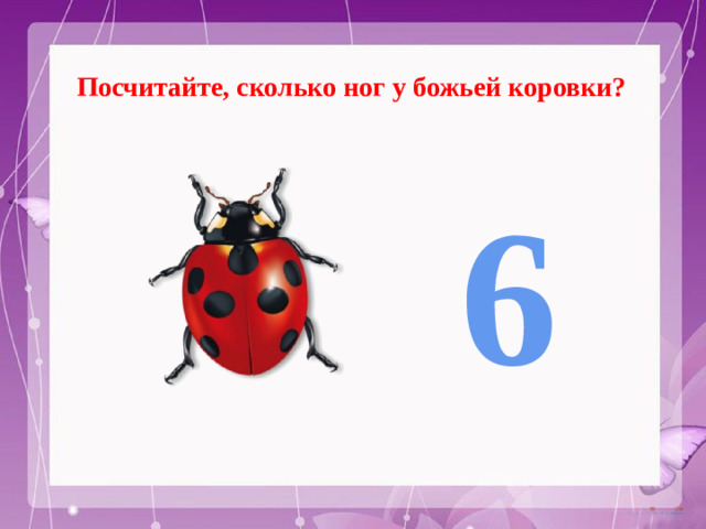 Посчитайте, сколько ног у божьей коровки? 6