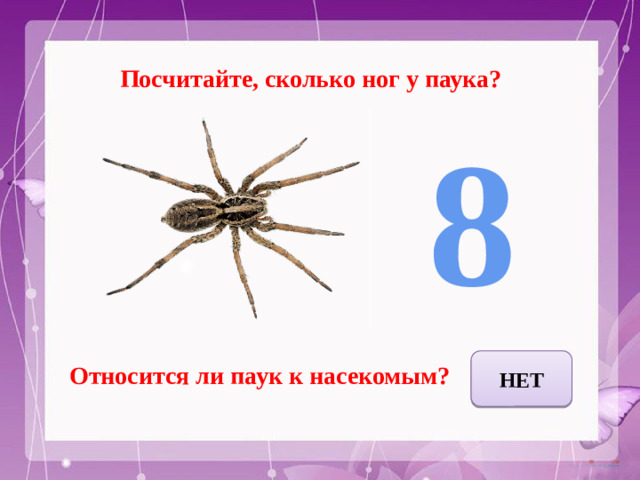 Посчитайте, сколько ног у паука? 8 НЕТ Относится ли паук к насекомым?