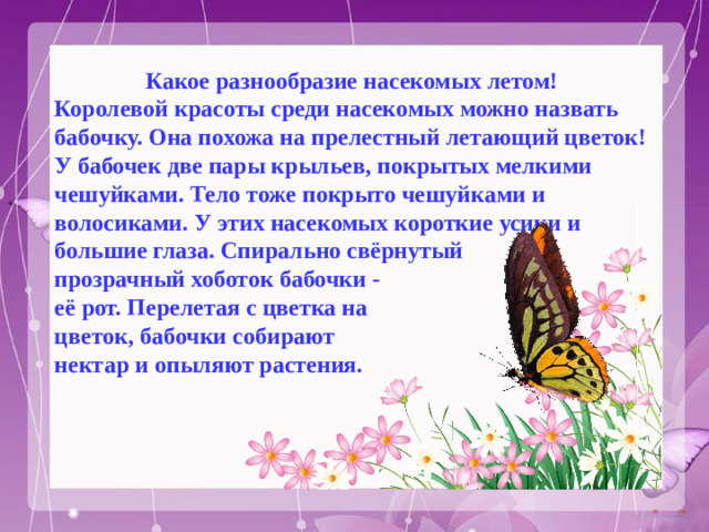 Какое разнообразие насекомых летом! Королевой красоты среди насекомых можно назвать бабочку. Она похожа на прелестный летающий цветок! У бабочек две пары крыльев, покрытых мелкими чешуйками. Тело тоже покрыто чешуйками и волосиками. У этих насекомых короткие усики и большие глаза. Спирально свёрнутый прозрачный хоботок бабочки - её рот. Перелетая с цветка на цветок, бабочки собирают нектар и опыляют растения.