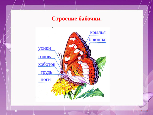 Строение бабочки. крылья брюшко усики голова хоботок грудь ноги