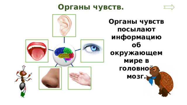 Органы чувств. Органы чувств посылают информацию об окружающем мире в головной мозг.