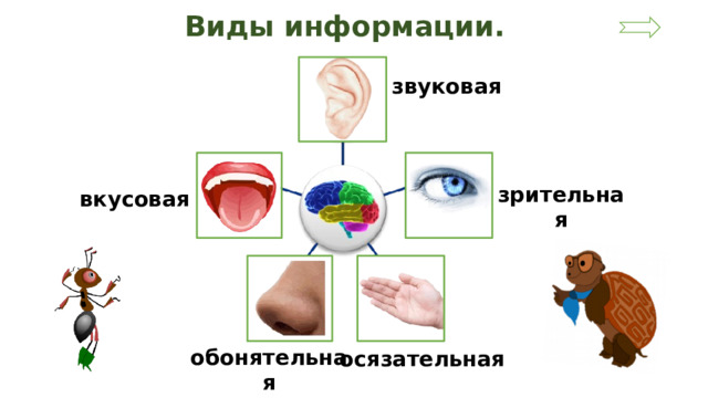 Виды информации. звуковая зрительная вкусовая обонятельная осязательная