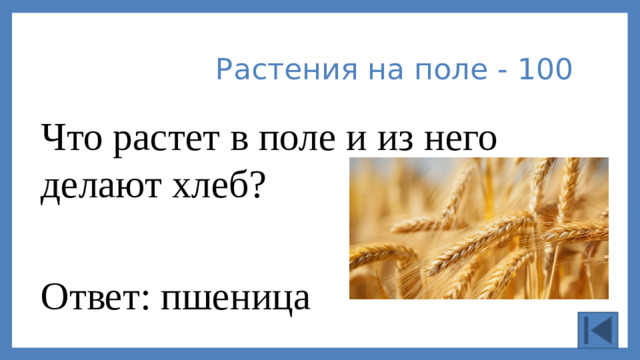 Растения на поле - 100 Что растет в поле и из него делают хлеб? Ответ: пшеница