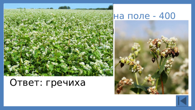 Растения на поле - 400 Как называют растение, из которого делают крупу? Ответ: гречиха