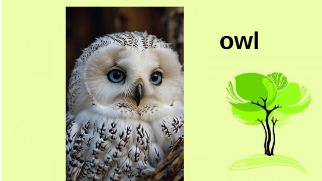 owl