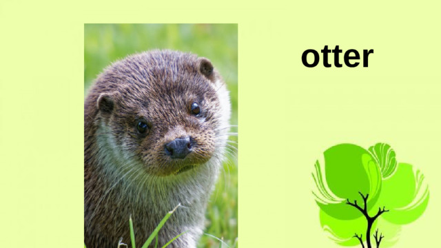 otter