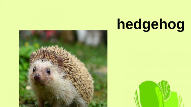 hedgehog