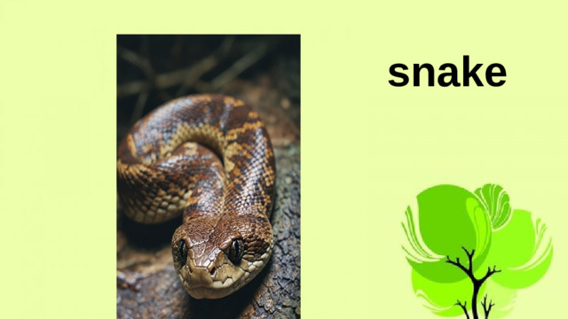 snake
