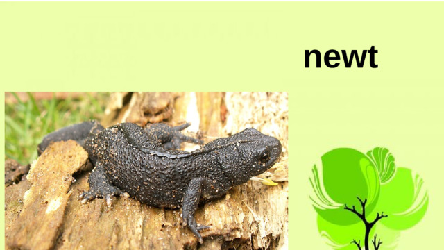 newt