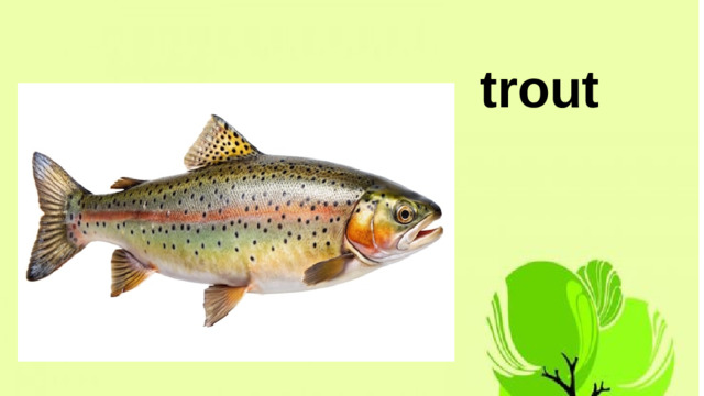 trout