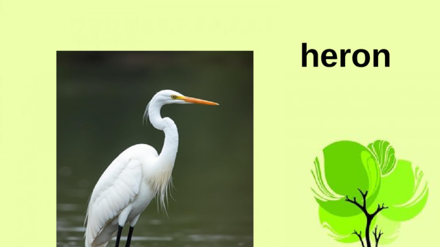 heron