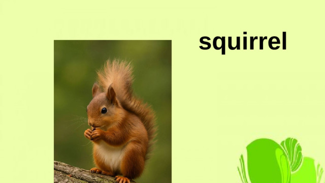 squirrel