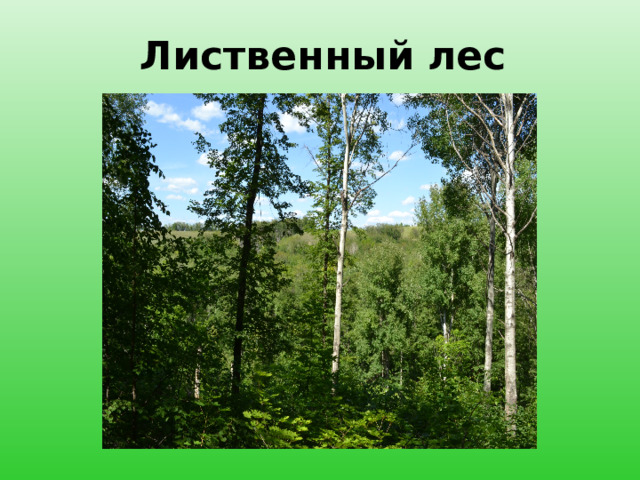 Лиственный лес