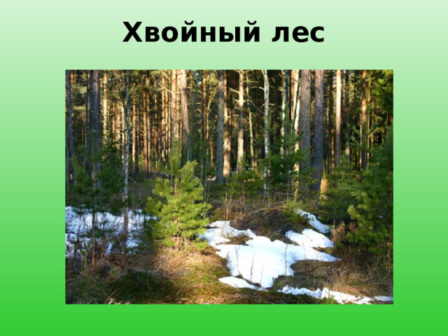 Хвойный лес