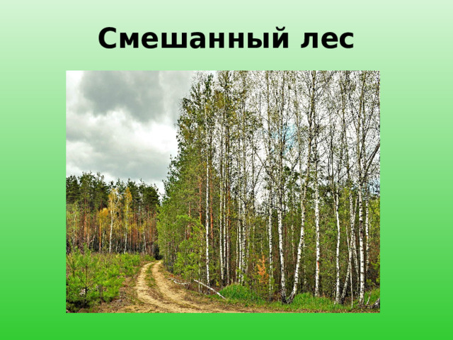 Смешанный лес