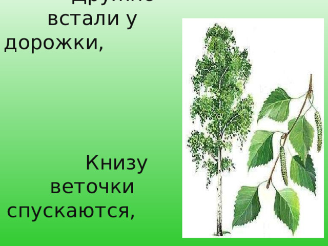 Белоствольные красавицы  Дружно встали у дорожки,  Книзу веточки спускаются,  А на веточках сережки. 