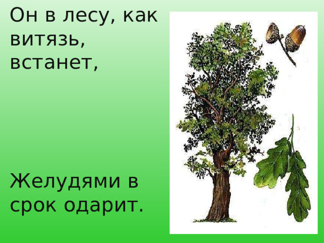 Он в лесу, как витязь, встанет,  Желудями в срок одарит.  И лесник, и лесоруб.  С ним знакомы. Это? 