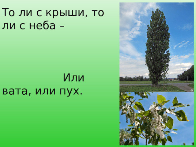 То ли с крыши, то ли с неба –  Или вата, или пух.  Или, может, хлопья снега.  Появились летом вдруг?  Кто же их исподтишка.  Сыплет будто из мешка? 