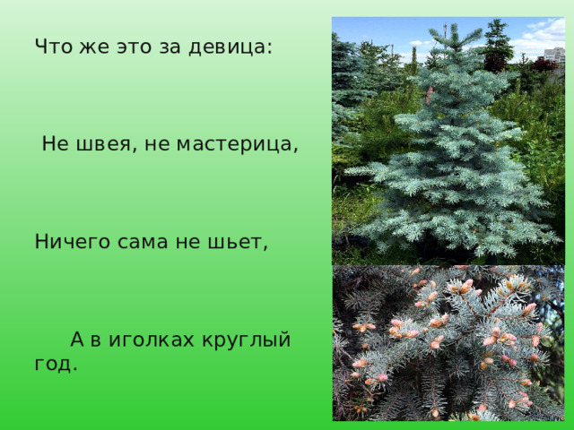 Что же это за девица:  Не швея, не мастерица,  Ничего сама не шьет,  А в иголках круглый год. 