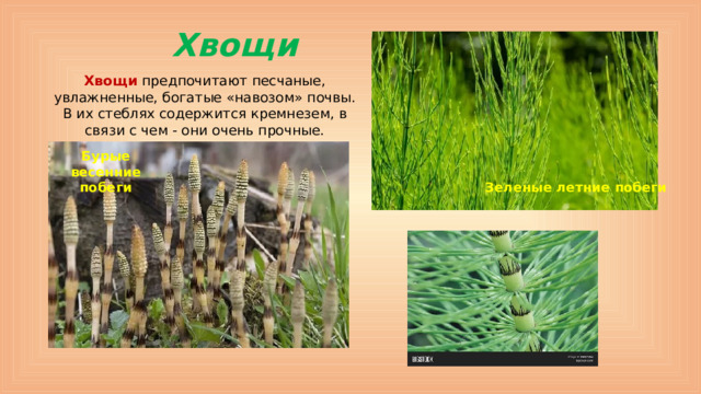Хвощи Хвощи предпочитают песчаные, увлажненные, богатые «навозом» почвы.  В их стеблях содержится кремнезем, в связи с чем - они очень прочные. Бурые весенние побеги Зеленые летние побеги
