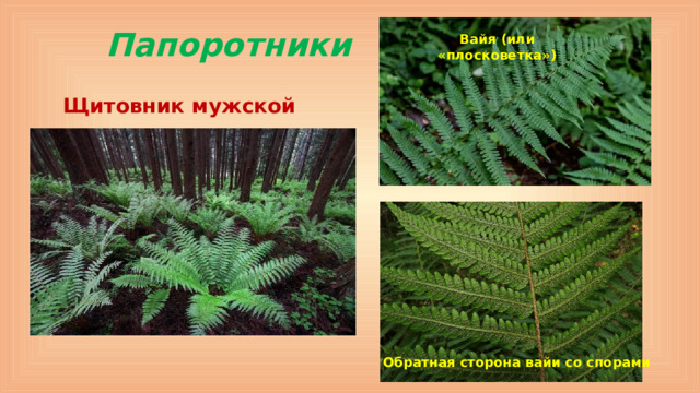 Папоротники Вайя (или «плосковетка») Щитовник мужской Обратная сторона вайи со спорами