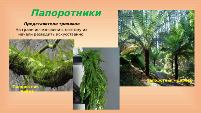 Папоротники Представители тропиков На грани исчезновения, поэтому их начали разводить искусственно. Папоротник - дерево Папоротник - лиана