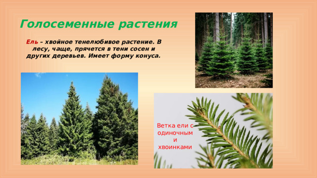Голосеменные растения Ель – хвойное тенелюбивое растение. В лесу, чаще, прячется в тени сосен и других деревьев. Имеет форму конуса. Ветка ели с одиночными хвоинками