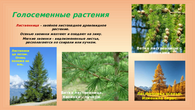 Голосеменные растения Лиственница – хвойное листопадное древовидное растение. Осенью хвоинки желтеют и опадают на зиму. Мягкие хвоинки – видоизмененные листья, располагаются по спирали или пучком. Ветка лиственницы с шишками  Лиственница летом. Очень похожа на ель. Ветка лиственница. Хвоинки – пучком. Лиственница осенью. Изменила окрас.