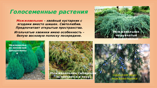 Голосеменные растения Можжевельник – хвойный кустарник с ягодами вместо шишек. Светолюбив. Предпочитает открытые пространства. Игольчатые хвоинки имею особенность – белую восковую полоску посередине. Можжевельник чешуйчатый Декоративный  Можжевельник китайский Декоративный Можжевельник Сибирский (встречается в лесу) «Шишкоягоды» можжевельника